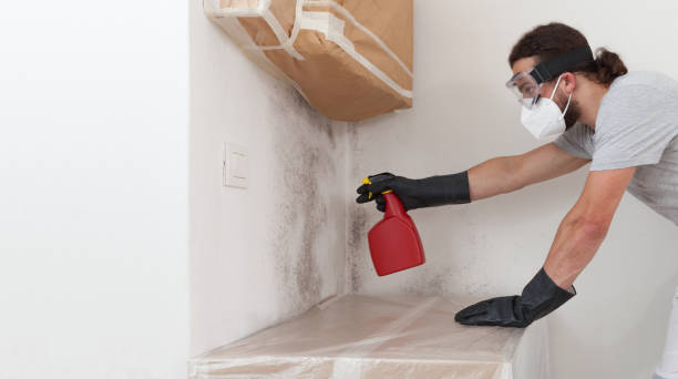 Professional Black Mold Removal technician working in Guston, KY